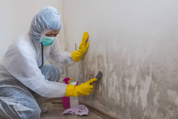 Best Local Mold Removal Service  in Rock Island, IL