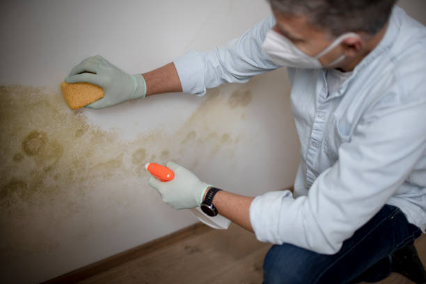 Best Mold Cleaning Services  in Rock Island, IL