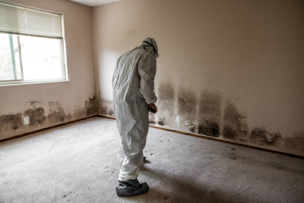 Best Office Mold Removal Services  in Rock Island, IL